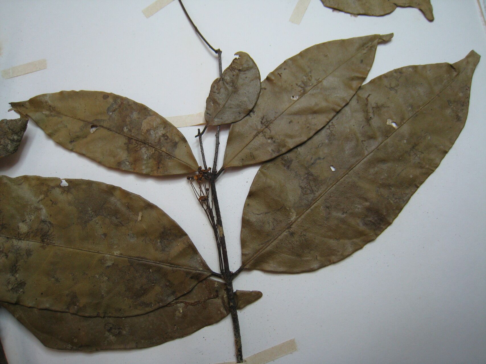 Tontelea laxiflora other