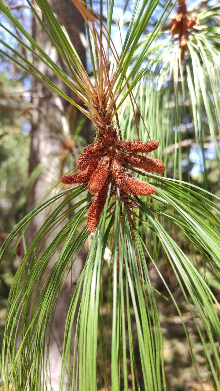 Pinus pseudostrobus flower