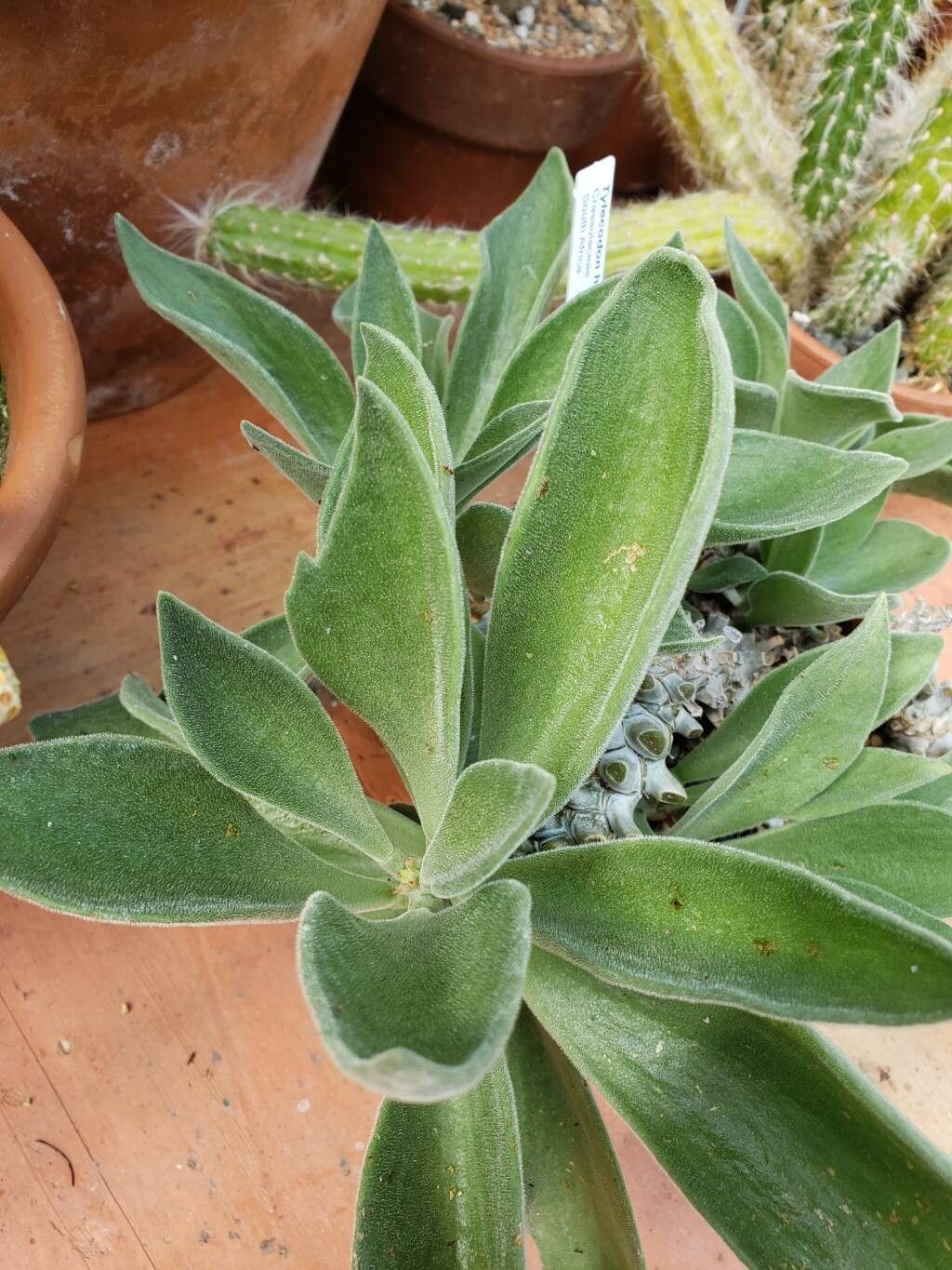 Tylecodon hirtifolius leaf