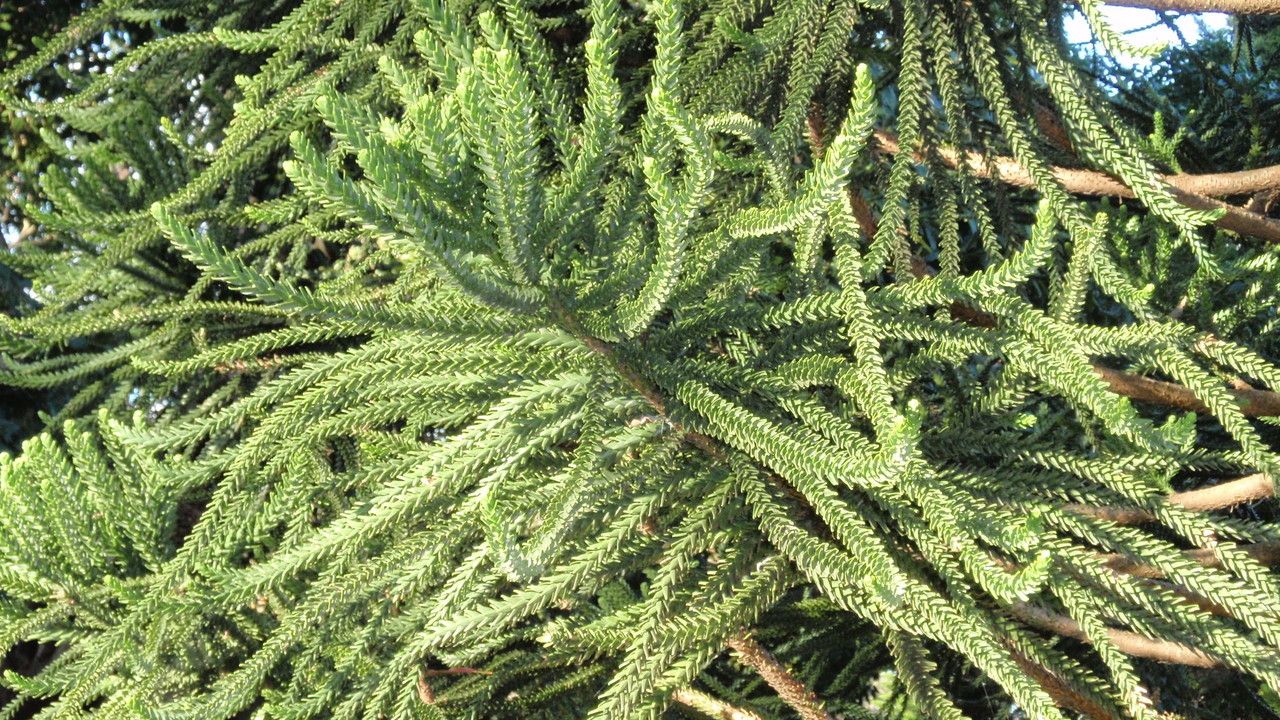 Araucaria luxurians leaf