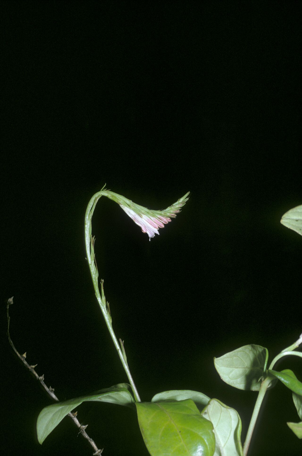 Spigelia hamellioides habit