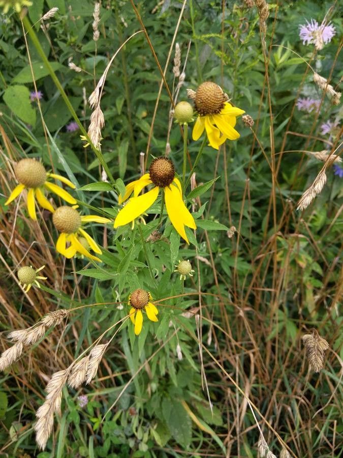 Ratibida pinnata flower