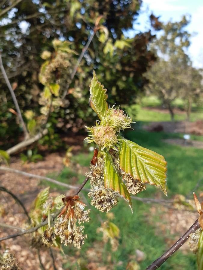 Fagus crenata flower