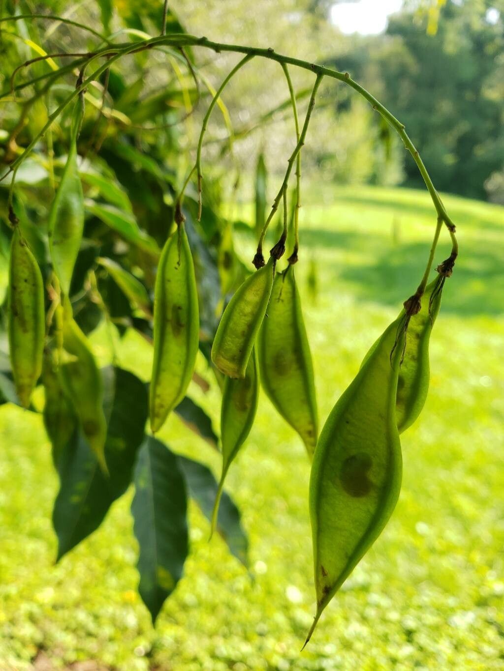 Platyosprion platycarpum fruit