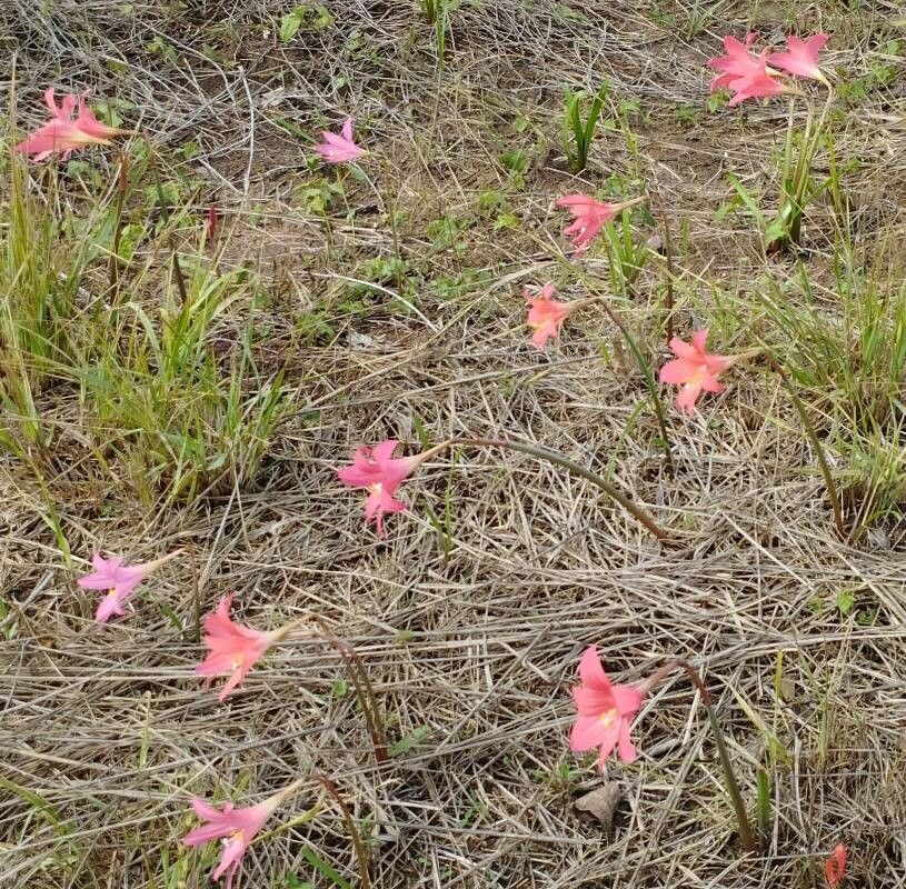 Habranthus sylvaticus habit