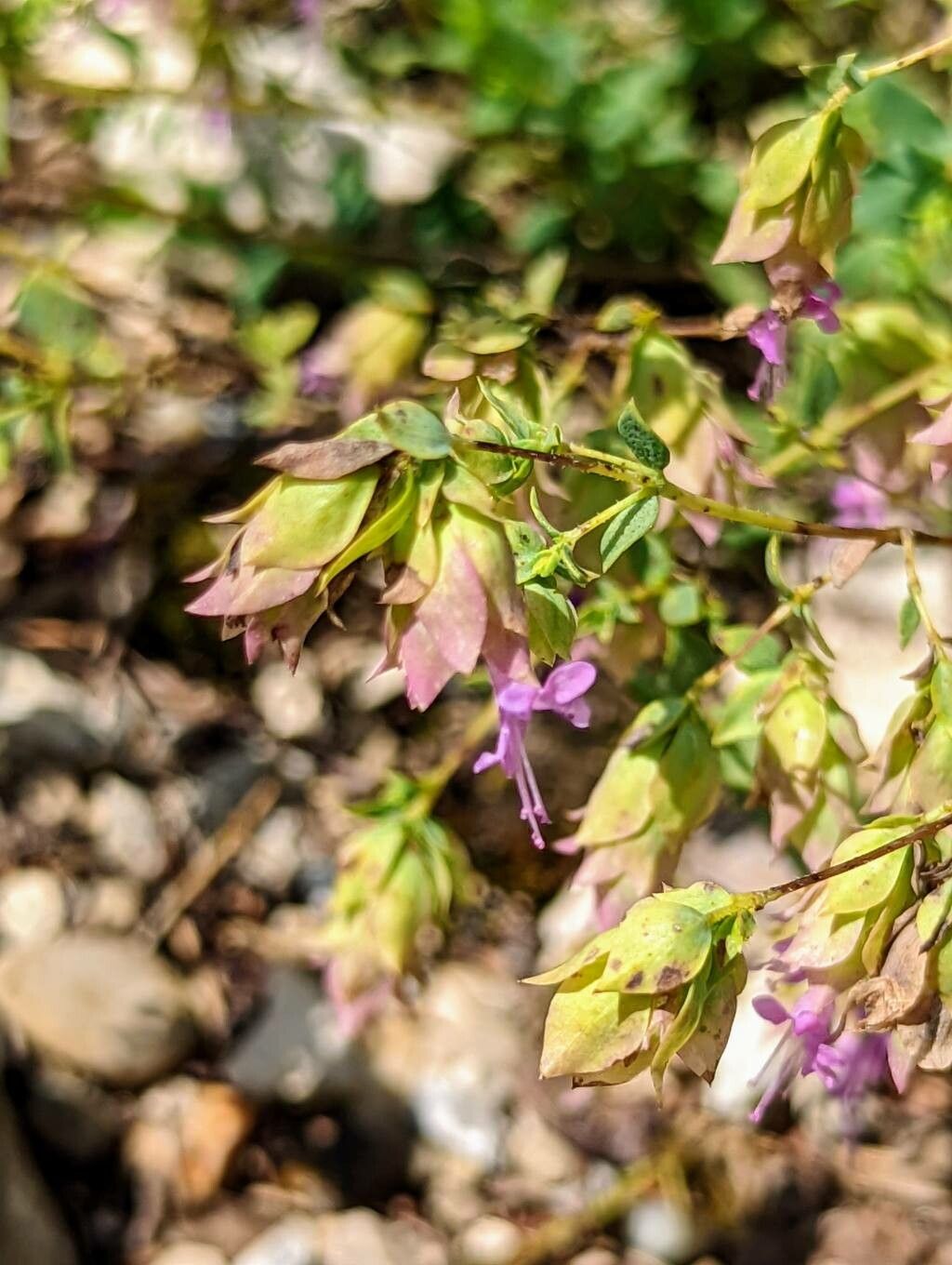 Origanum hypericifolium flower