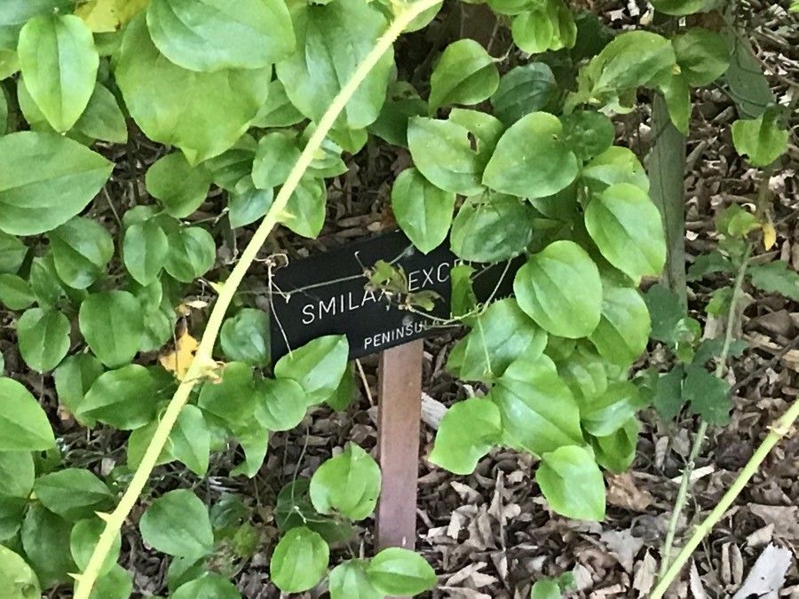 Smilax excelsa leaf