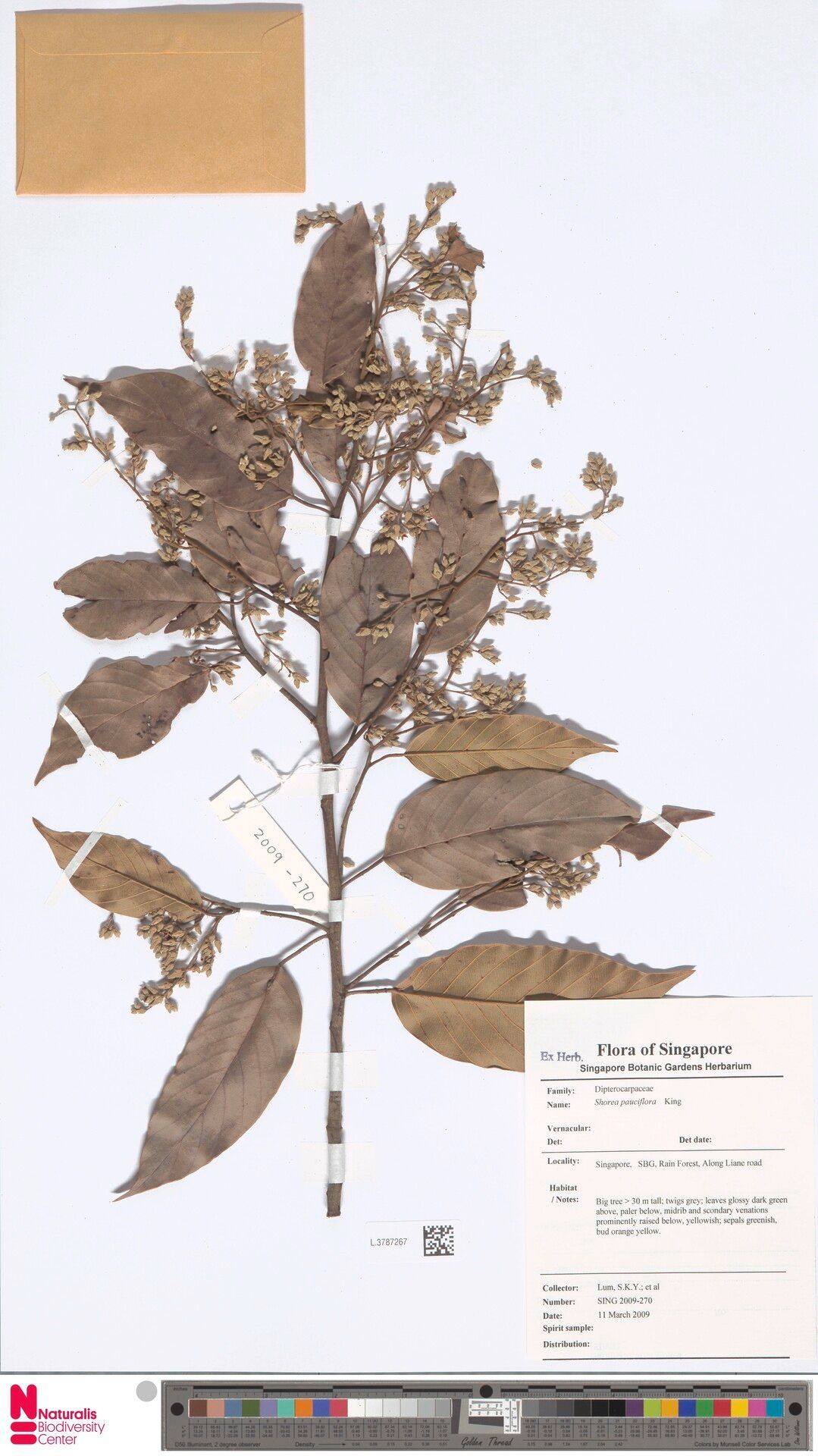 Shorea pauciflora — houseplant care guide