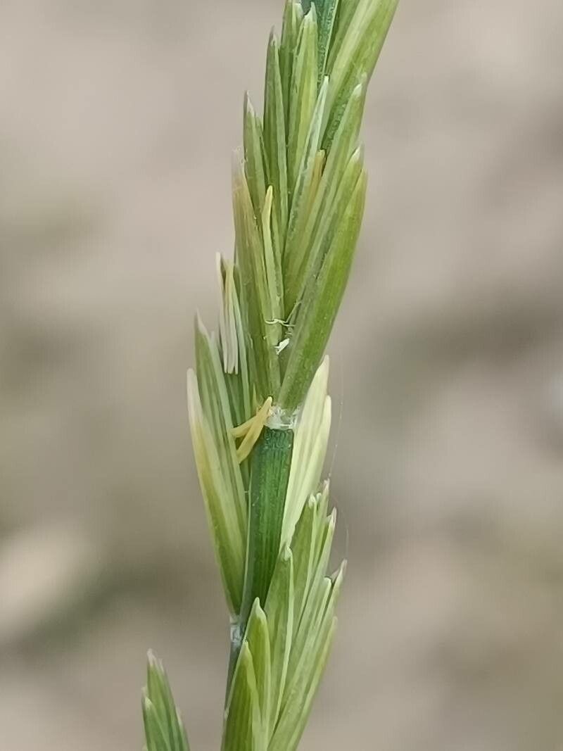 Elytrigia repens flower
