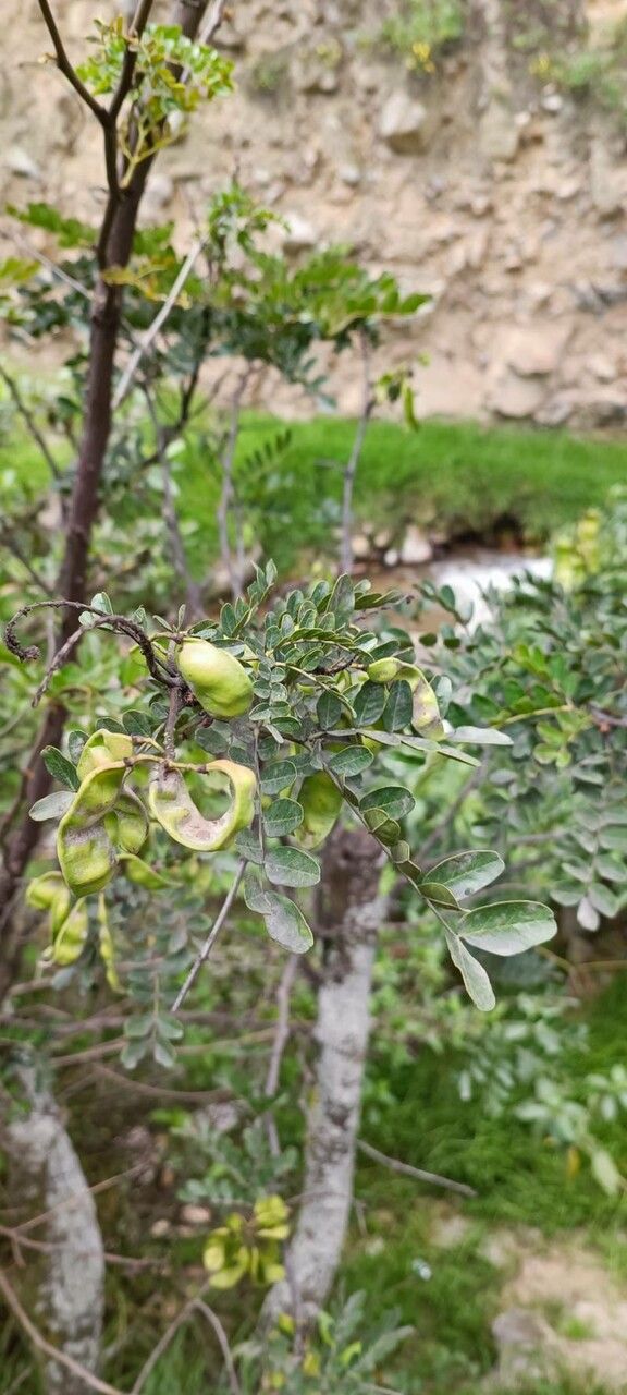 Albizia guillainii flower