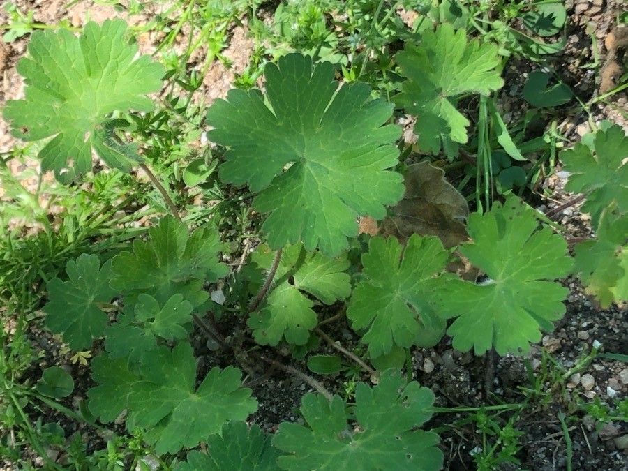 Geranium albanum leaf