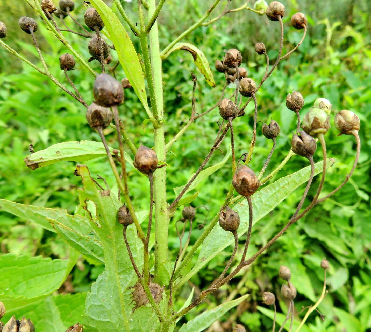 Scrophularia chrysantha fruit