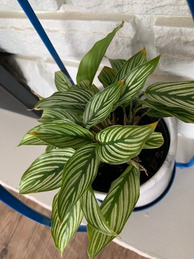 Calathea elliptica