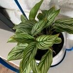 Calathea elliptica
