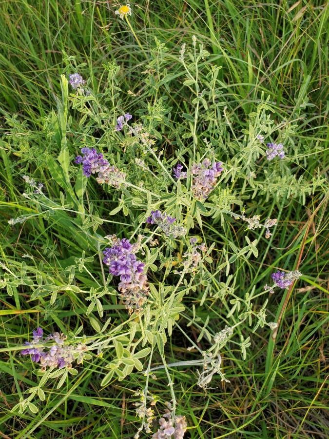 Lupinus hillii — search result for 'Lupinus'