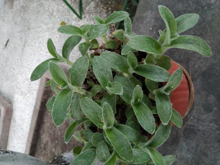 Tradescantia crassifolia — search result for 'Commelinaceae'