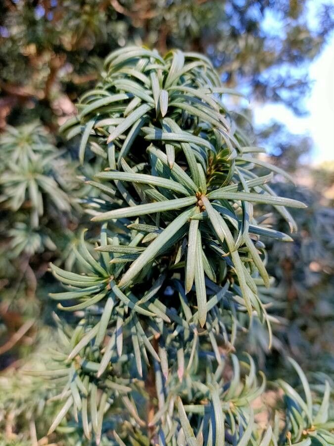 Cephalotaxus harringtonia leaf