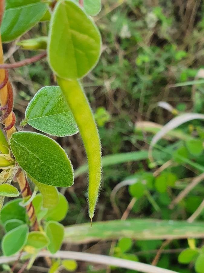 Macrotyloma uniflorum fruit