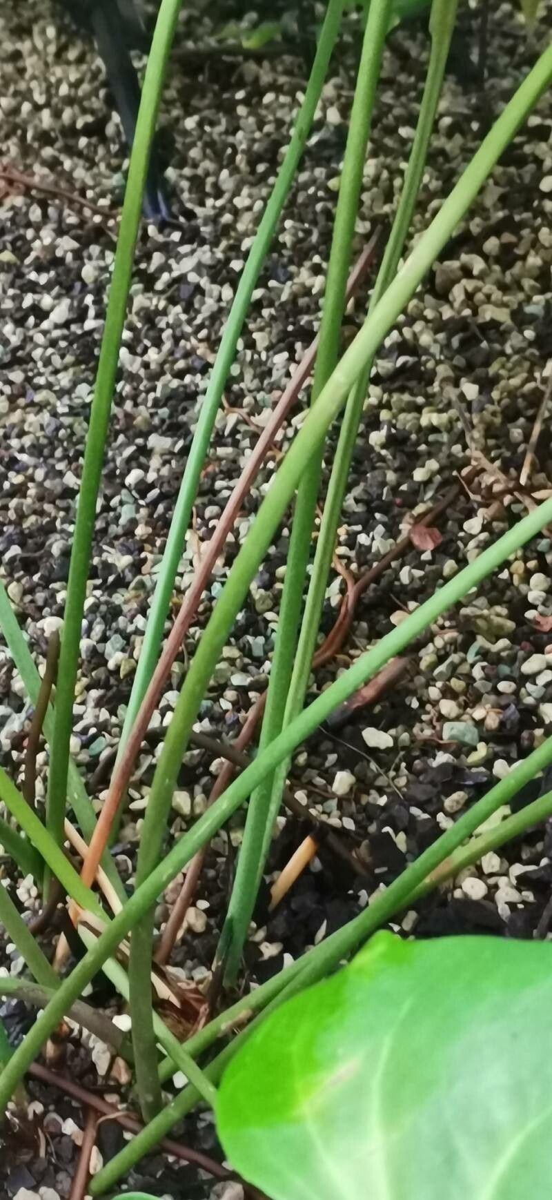 Anthurium verapazense bark