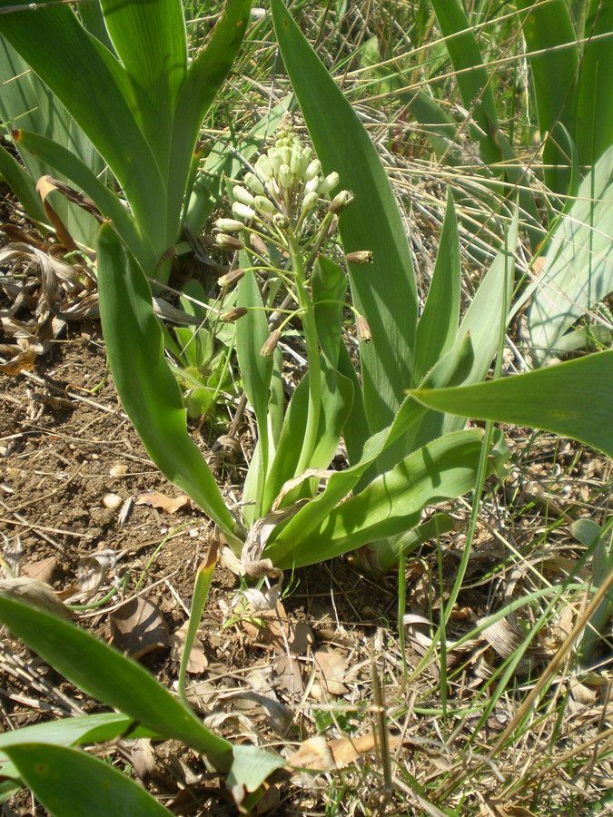 Bellevalia ciliata habit
