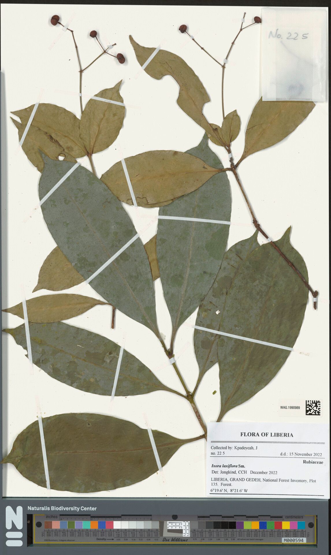 Ixora laxiflora — houseplant care guide