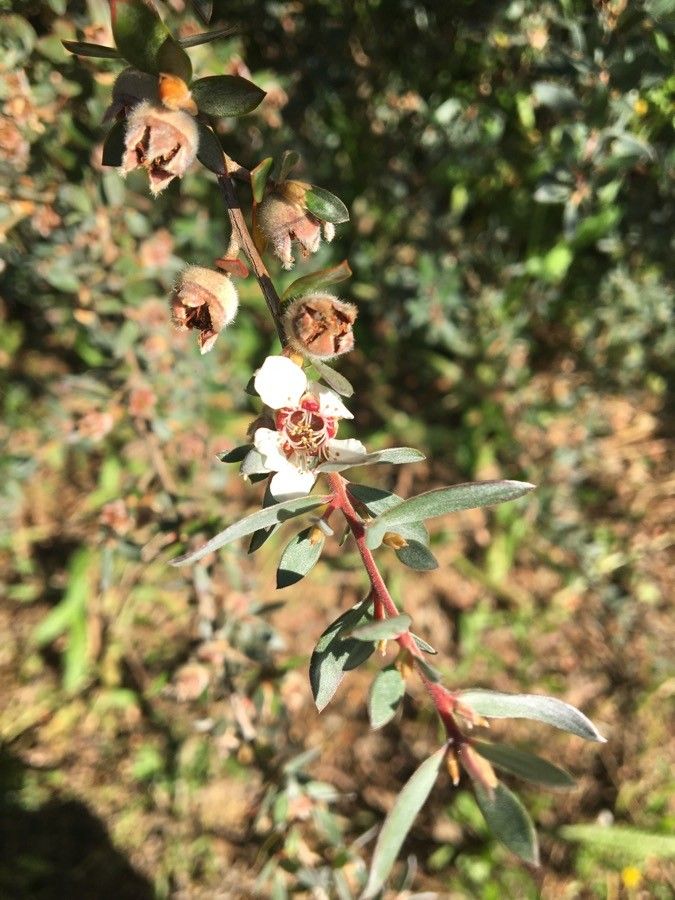 Leptospermum lanigerum flower