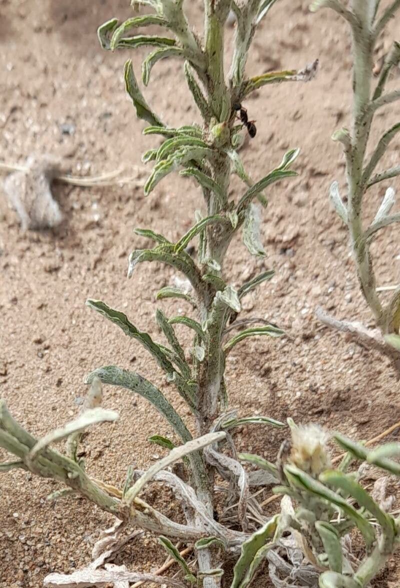 Gamochaeta filaginea — houseplant care guide