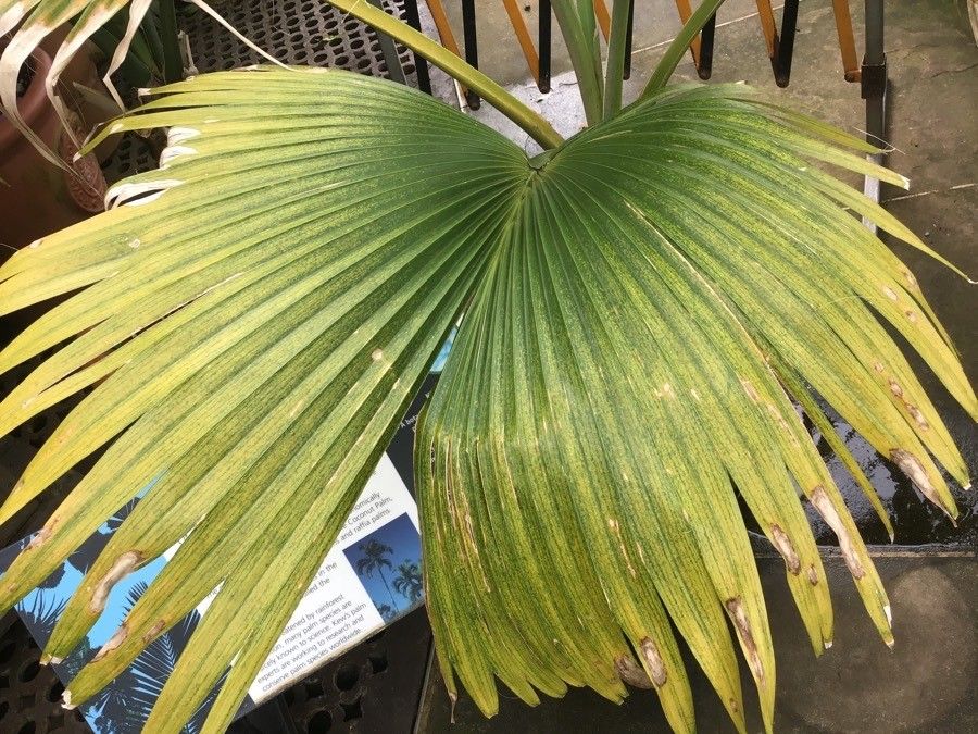 Pritchardia glabrata — related species from the same genus