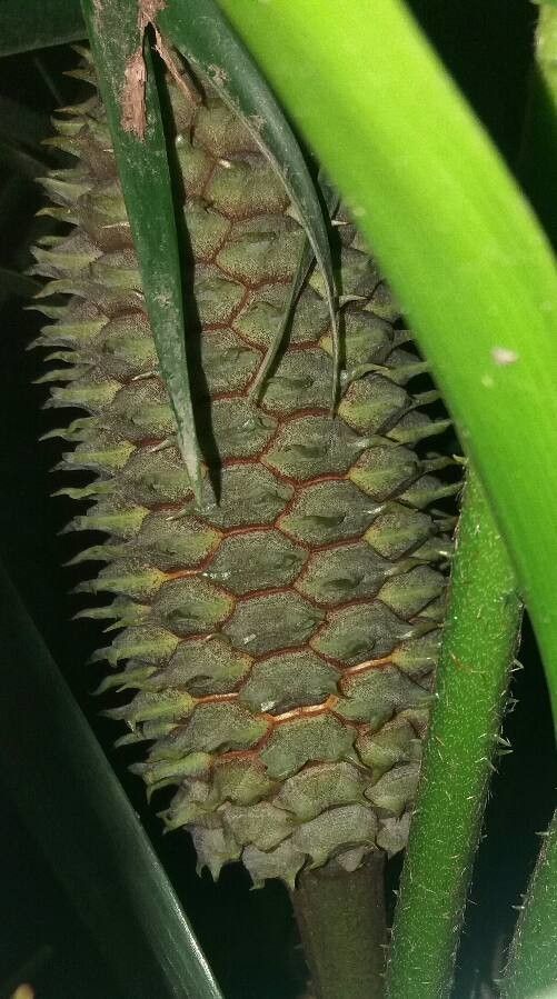Ceratozamia mexicana flower