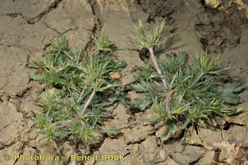 Eryngium galioides habit