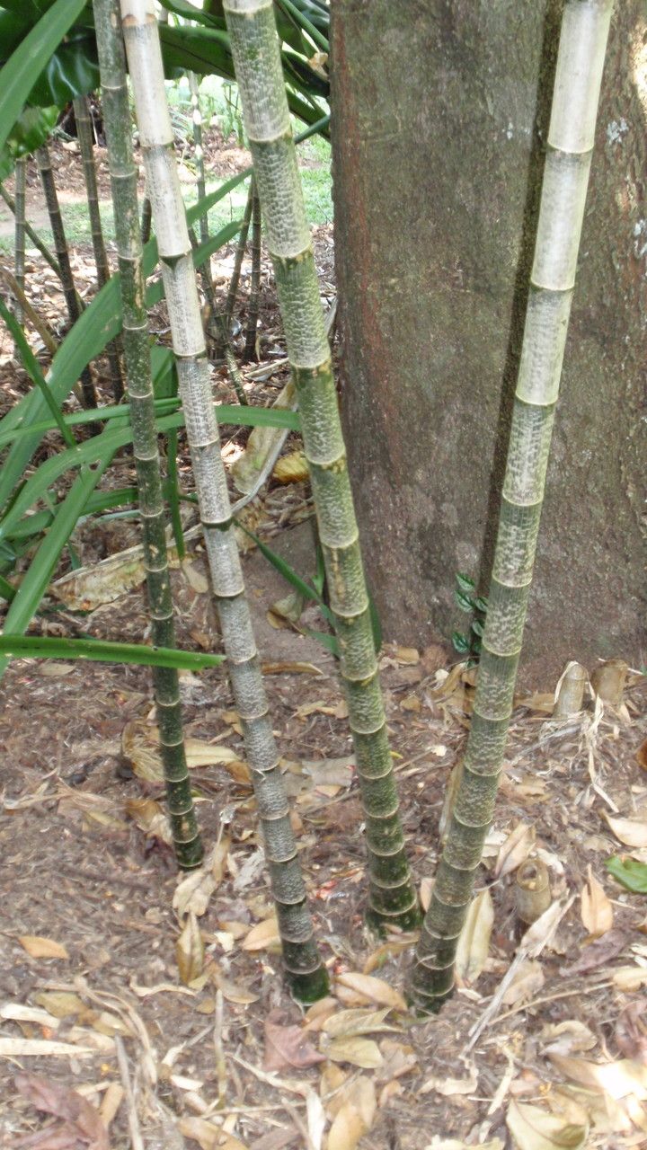 Tapeinochilos dahlii bark