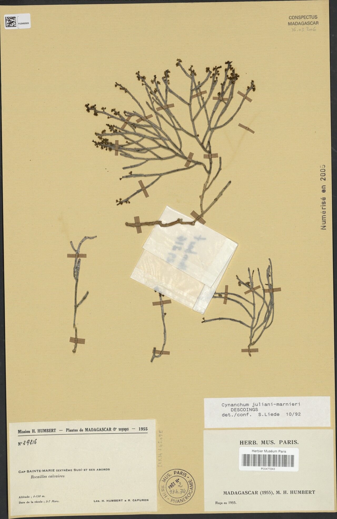 Cynanchum juliani-marnieri — houseplant care guide