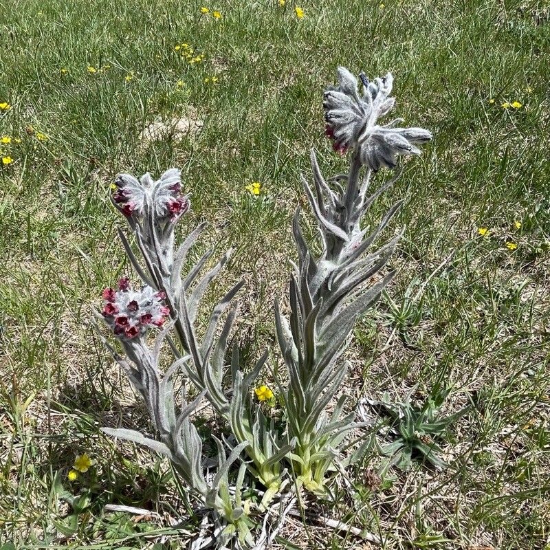 Cynoglossum magellense leaf