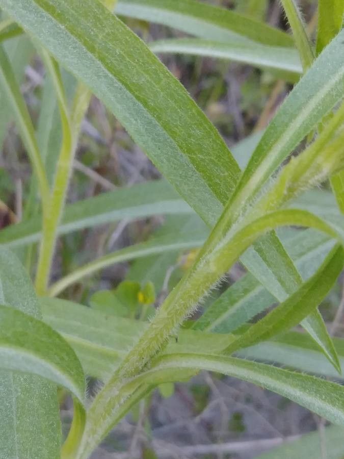 Helianthus maximiliani bark