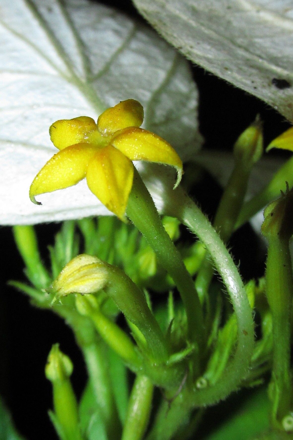 Mussaenda tenuiflora flower