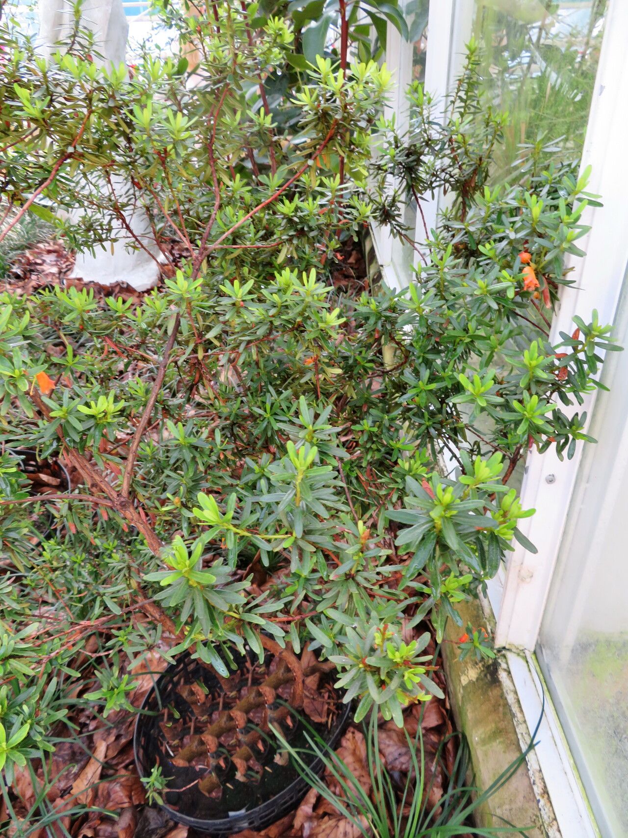 Rhododendron quadrasianum habit