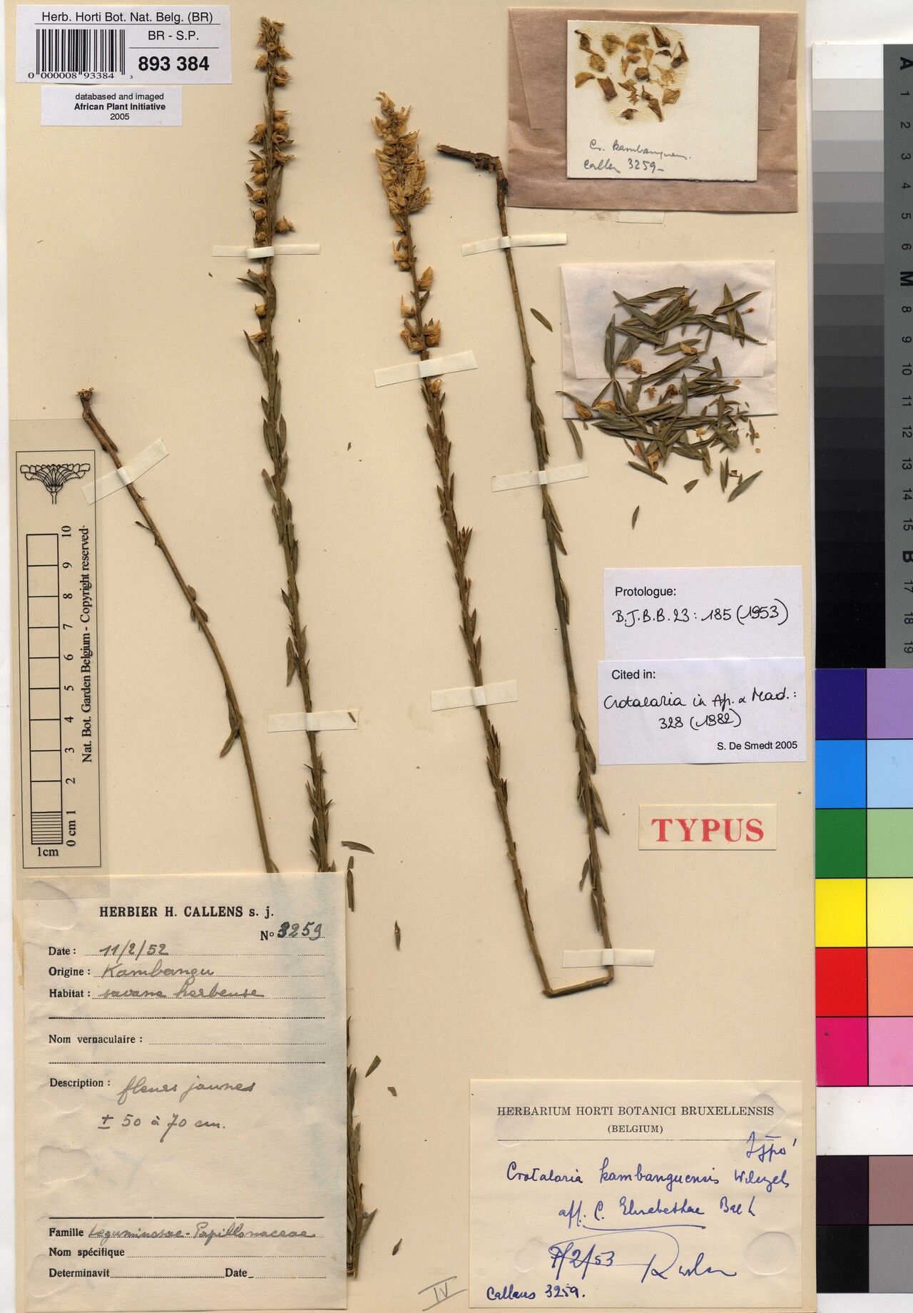 Crotalaria kambanguensis — houseplant care guide