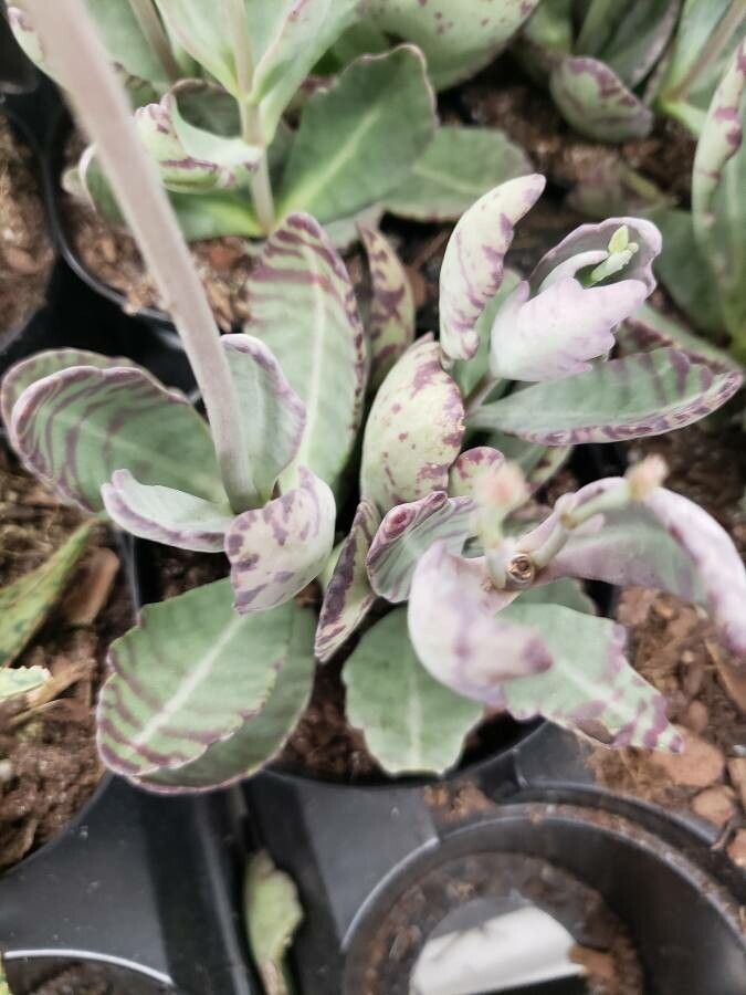 Kalanchoe humilis — search result for 'Kalanchoe'