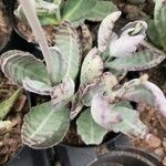 Kalanchoe humilis