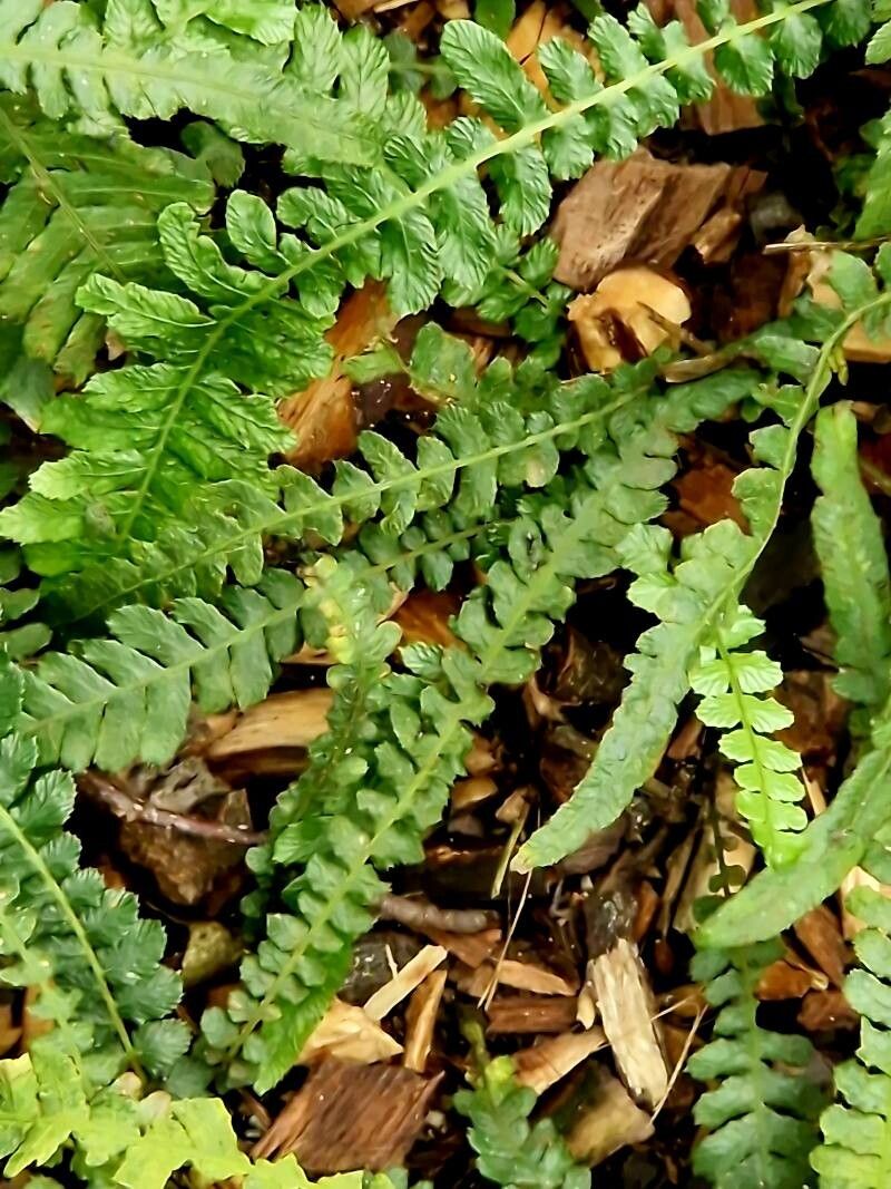 Blechnum spinulosum leaf