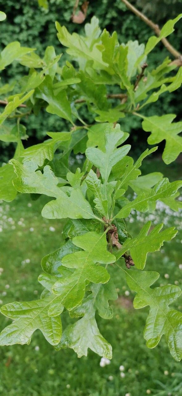 Quercus gambelii leaf