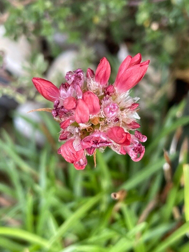 Armeria pseudarmeria flower