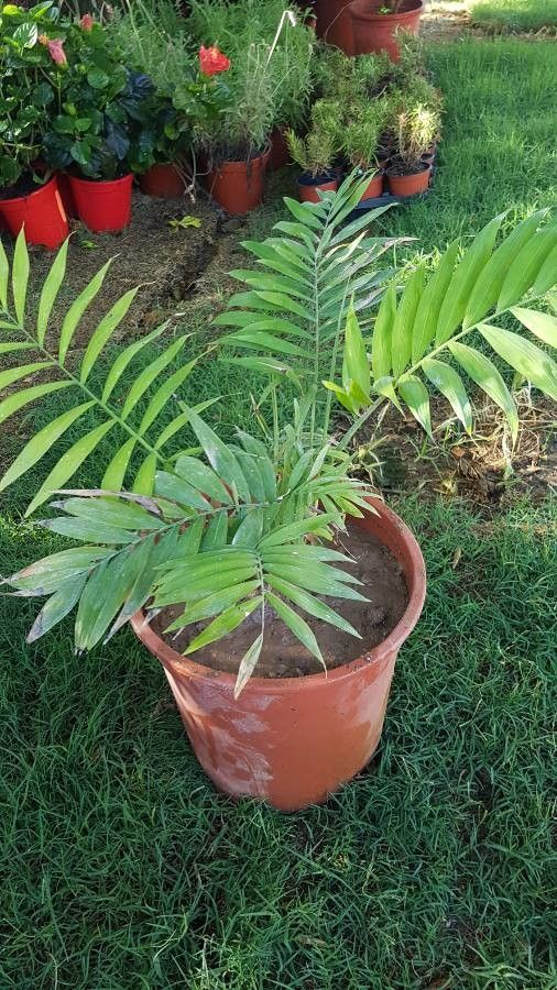 Chamaedorea pochutlensis leaf