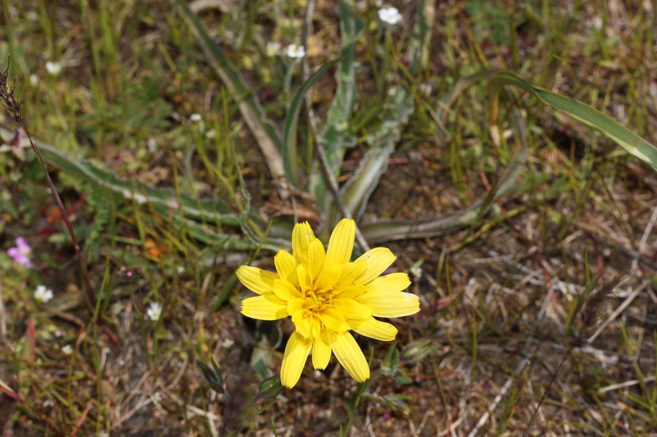Microseris troximoides — search result for 'Microseris'