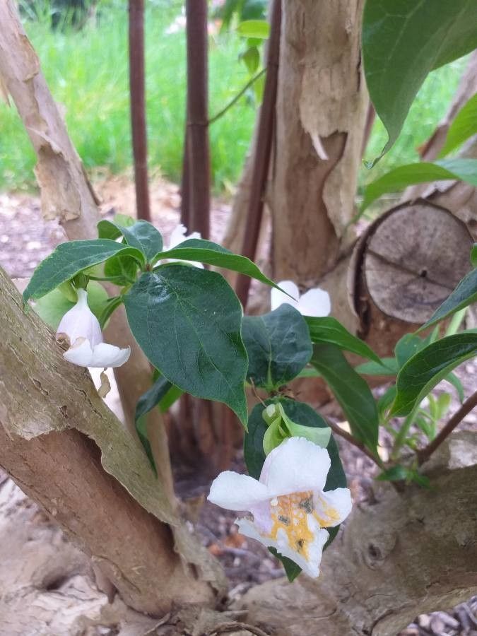 Dipelta floribunda flower