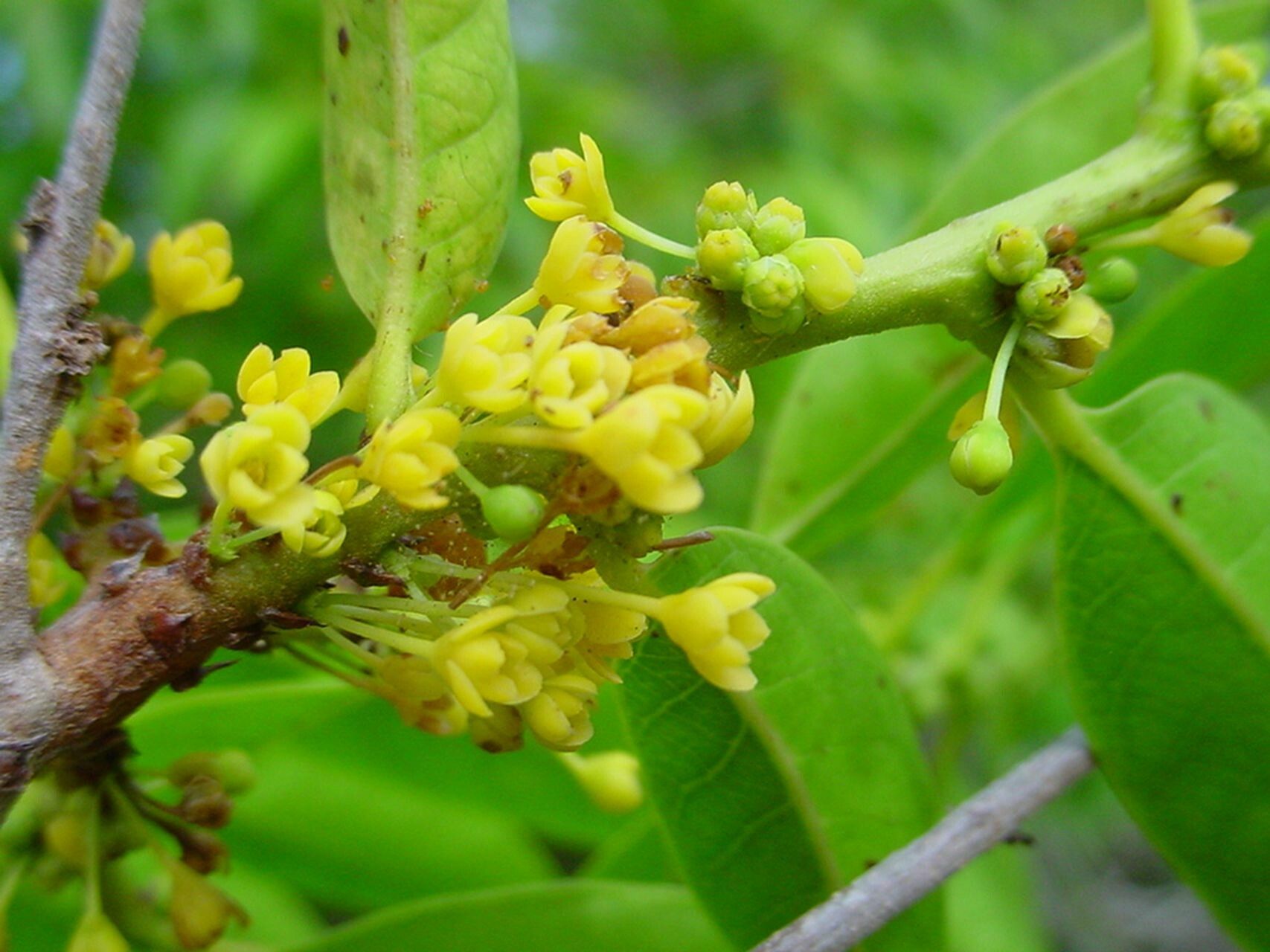 Glochidion billardierei flower