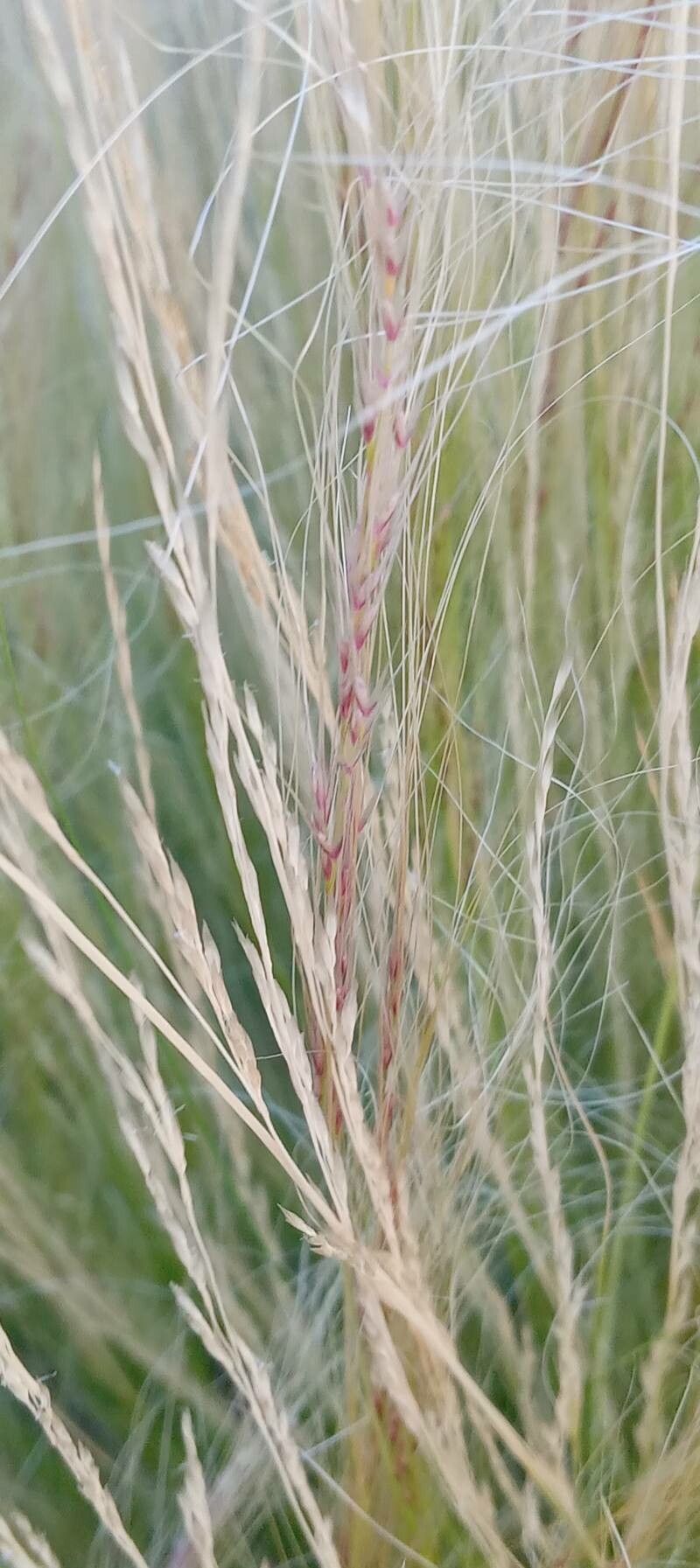 Nassella tenuissima flower