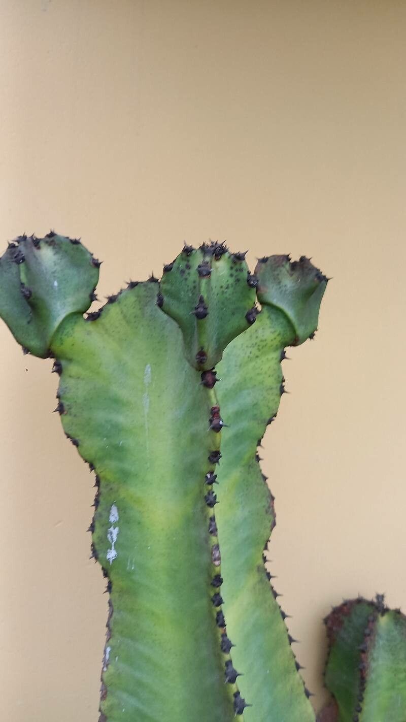 Euphorbia murielii fruit