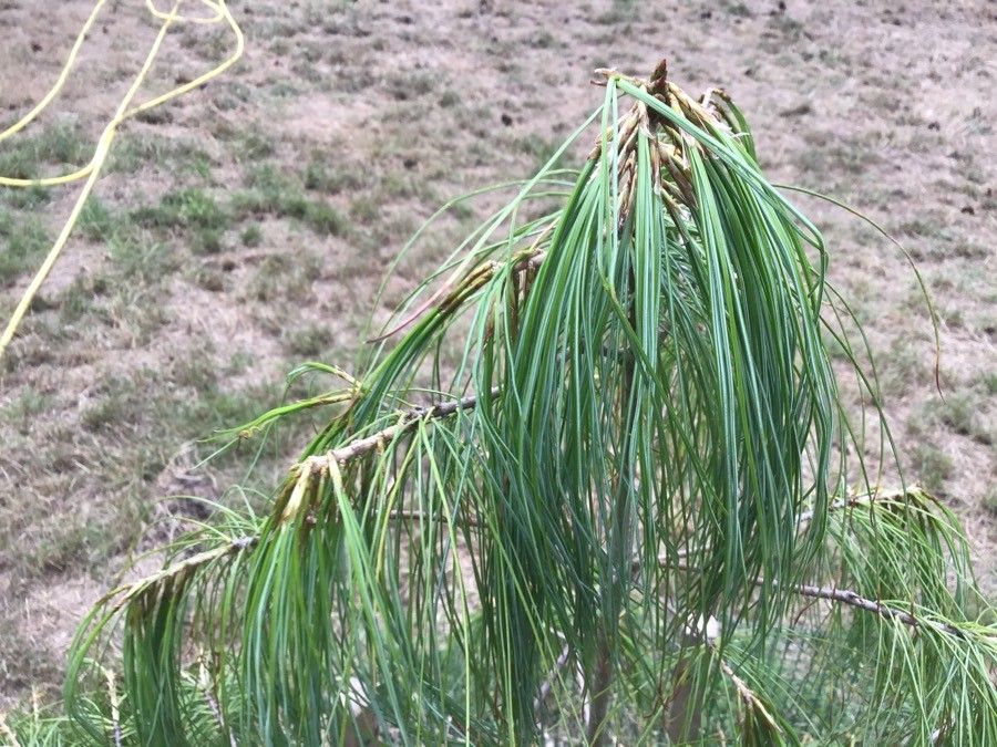 Pinus bhutanica leaf