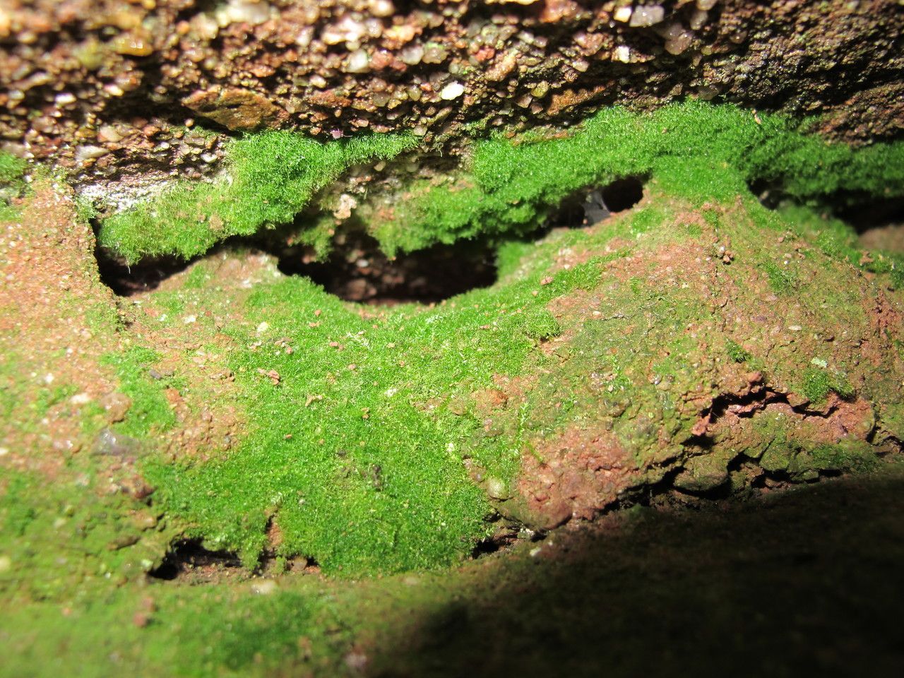 Vandenboschia speciosa habit